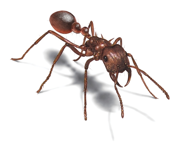 Leaf Cutting Ant