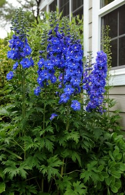 A classic, medium-blue garden delphinium with a white "bee" in the center of the flower.