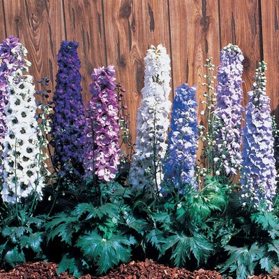 This delphinium is from the Magic Fountains series, which is shorter than the English hybrids like the Pacific Giants.