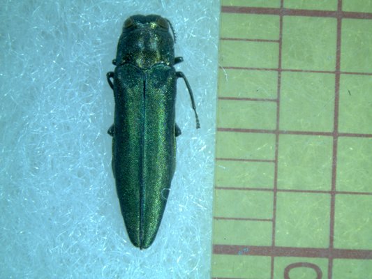 An adult emerald ash borer is metallic green with a purple or red abdomen. COURTESY DAN GILREIN