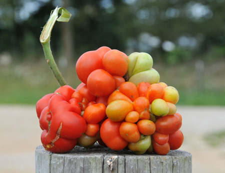 The riesetomate tomato looks like a cluster of cherry or grape tomatoes.<br>Photo courtesy Baker Creek Heirloom Seeds