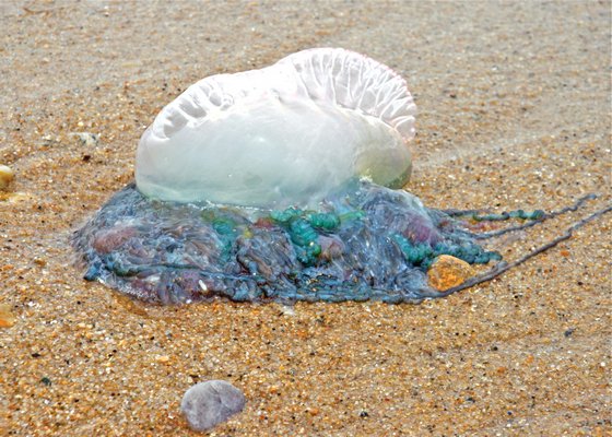 July 4: Venomous man-of-wars like this one found at Ditch Plain Beach in Montauk were washing up on ocean beaches.