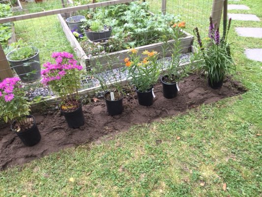 The native plant garden planted by Mare Dianora and her family through the Peconic Estuary's Friendly Yard Program.