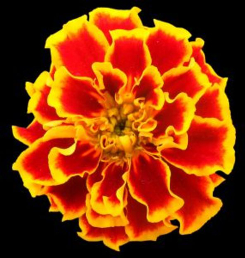 Marigold