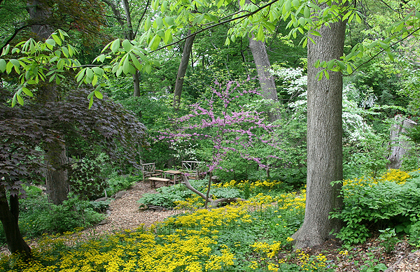 At a shady site, yellow golden groundsel (packera aurea) carpets the ground beneath a hickory, with purple-flowered redbud and white serviceberry trees, and green mayapple covering the ground farther back.  LARRY WEANER