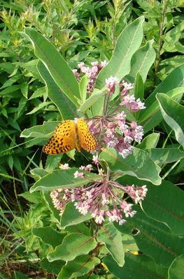 Even a spotted fritillary is attracted to the flowers of the common milkweed. ANDREW MESSINGER
