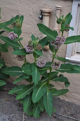 In full flower this milkweed can feed the adult monarch, and the foliage is the only food that can sustain the hungry feeding caterpillars as well. ANDREW MESSINGER