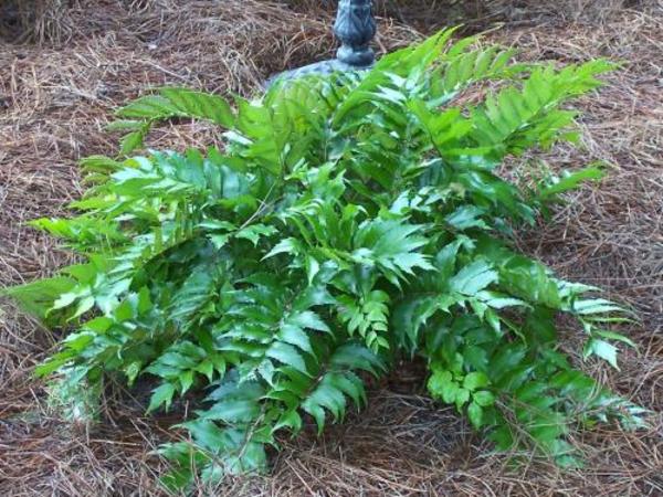 Holly fern