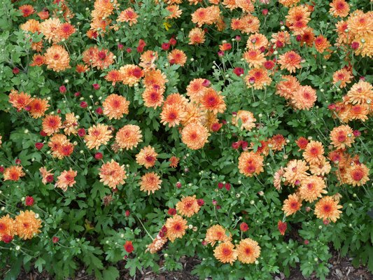 The orangE- bronze chrysanthemum Warm Igloo flowering in late July and early August. It usually flowers again in the fall. ANDREW MESSINGER