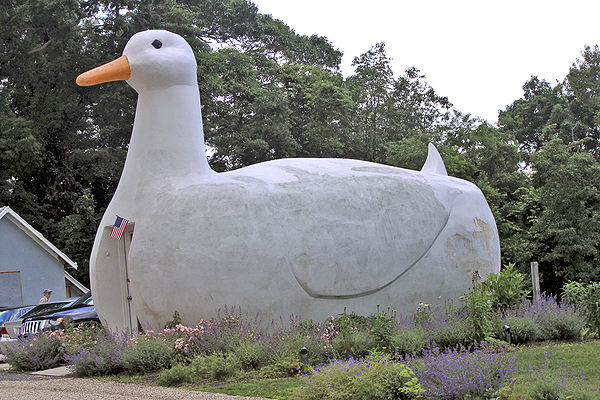 The Big Duck in Flanders. NMS