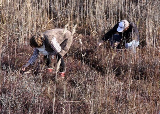 Picking cranberries at the Walking Dunes on Napeague.