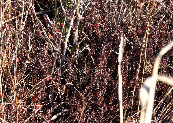 Cranberries growing wild at Hither Hills State Park in Montauk.