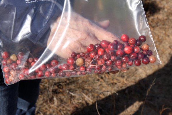 Cranberries from the Walking Dunes on Napeague.