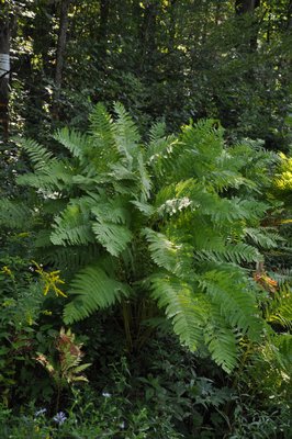 The ostrich fern is one of the most popular, but it likes to spread and move about the garden so it has to be ‘managed.’ In the wild it can grow as tall as 6 feet like this one, but in cultivation they are usually 2 to 3 feet tall. Note the fertile fronds of a different fern with brown on the backside of the frond to the lower left. The brown area is where the spores are formed. ANDREW MESSINGER