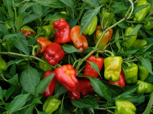 Cajun Belle is a bit of a misnomer, since this pepper is sweet and not hot. The plants are heavy-bearing, and the fruits are excellent for salads, snacks and sauteeing.