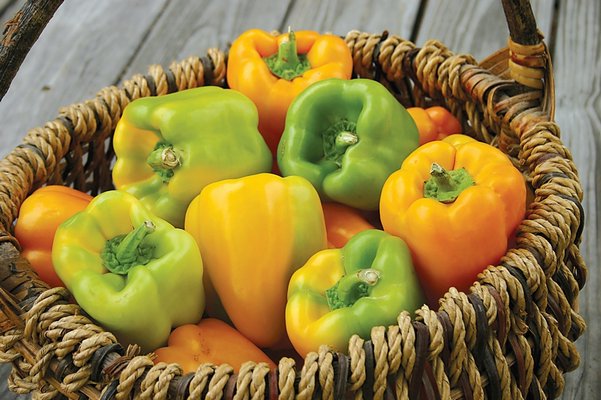 Flavorburst is a long-season sweet pepper taking up to 75 days to mature from transplanting. The growth habit is vining, and the 4-inch fruits are lime green to deep gold when mature.