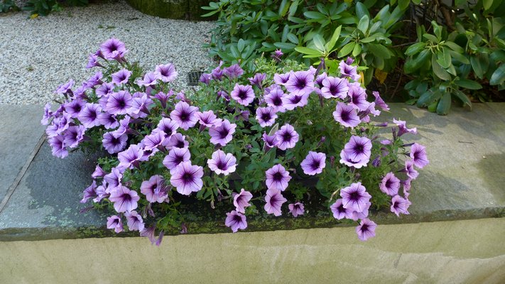 After a summer of benign neglect, these Supertunia Bordeaux petunias remained vibrant and bloomed endlessly in full sun, getting a green thumbs-up from the Hampton Gardener.ANDREW MESSINGER ANDREW MESSINGER