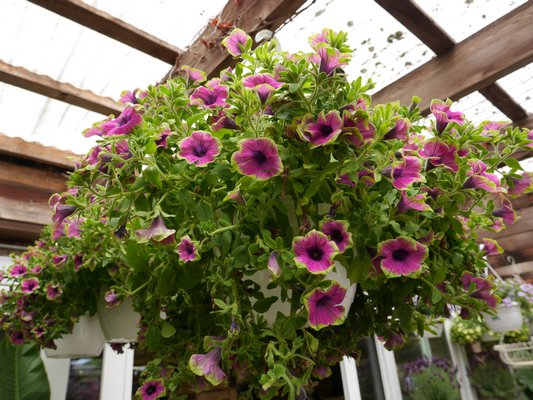 They’re not your grandmother’s petunias. Newer varieties of pendulous petunias need no pinching and will bloom all summer. ANDREW MESSINGER
