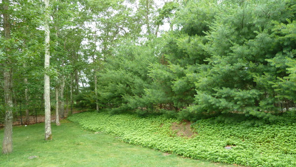 Screened berm.   LIZ ROBERTSON