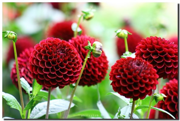 Pompon dahlia. By STOCK