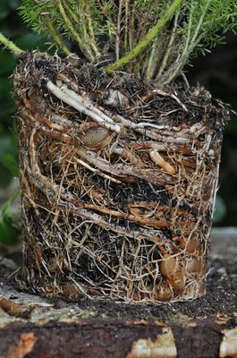 A rock-hard mass of roots was revealed when the plant was removed from the plastic pot. Repotting will allow it to get larger, flower and become a beautiful specimen. ANDREW MESSINGER
