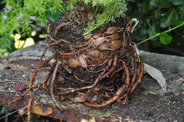 Don’t be timid. Entwined roots need to be loosened and teased out, or when repotted they will simply continue to circle, tighten and make watering nearly impossible. ANDREW MESSINGER
