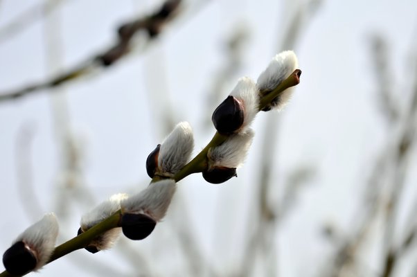 Pussy willow. No credit