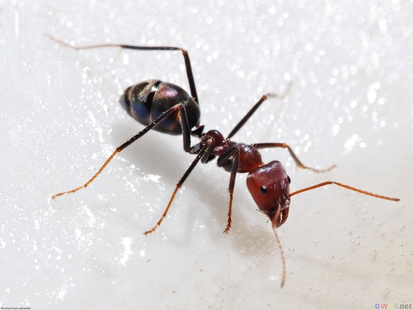 Red Ant