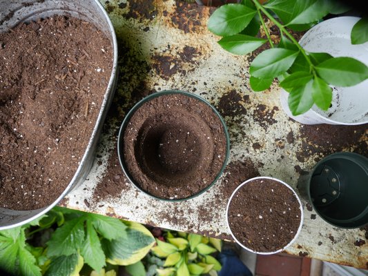 Pinch the rim of the four-inch pot and lift it from the six-Inch pot. The depression left behind will allow a perfect repotting from a four-Inch pot. Fill in with soil as needed, leaving a half-inch space from the top of the pot for watering. ANDREW MESSINGER