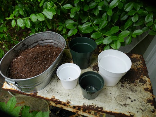 The potting essentials: potting soil and pots. Pots in the rear are standard six-inch pots and pots forward are standard four-inch pots. ANDREW MESSINGER
