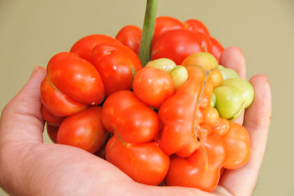 The riesetomate tomato looks like a cluster of cherry or grape tomatoes.<br>Photo courtesy Baker Creek Heirloom Seeds