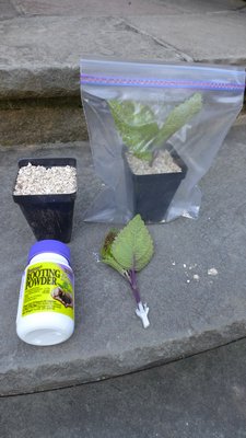 A 2-Inch plastic pot filled with vermiculite, top left, and a coleus cutting,  bottom right, dusted with the rooting hormone. The cutting is struck into the damp vermiculite and the foliage misted, then placed in a plastic bag. Rooting will take 10 days to 2 weeks. ANDREW MESSINGER