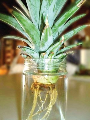 Pineapple tops can be rooted as well.