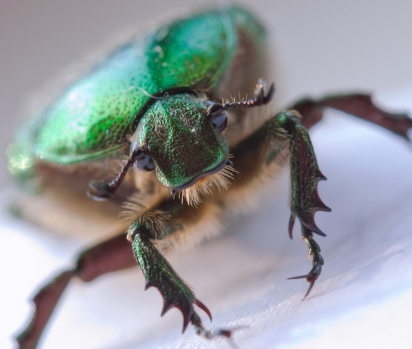 Rosechafer