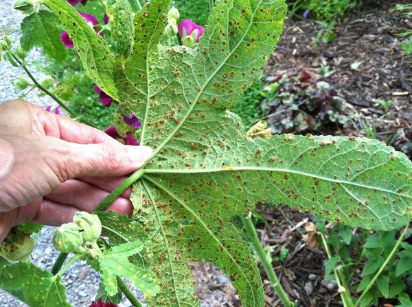 Rust on the undersides of mature hollyhock foliage.    COURTESY MARGERY DAUGHTRY, LIHRL