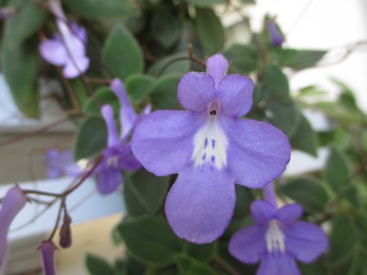 Streptocarpus do well in natural bright light or artificial light. Easy to grow and easy on the water. Flower colors range from white to pinks, reds and blues. DR. AVISHAI TEICHER