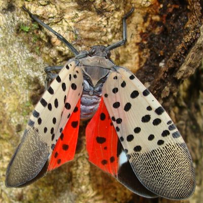 An adult spotted lanternfly in full color. If an SLF is spotted in our area later in the summer, this is probably how it will look. ERIC DAY, VIRGINIA TECH