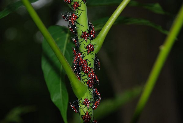 These SLFs are in their fourth stage of growth, or fourth instar. This stage would emerge before they morph into adults. ERIC DAY, VIRGINIA TECH