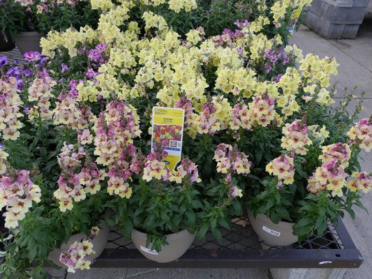 Snapdragons were once only available in a few colors and tended to be on the taller side. Now they’re available in a wide range of solid colors as well as bicolors from just 6 inches tall to more than 4 feet high. ANDREW MESSINGER