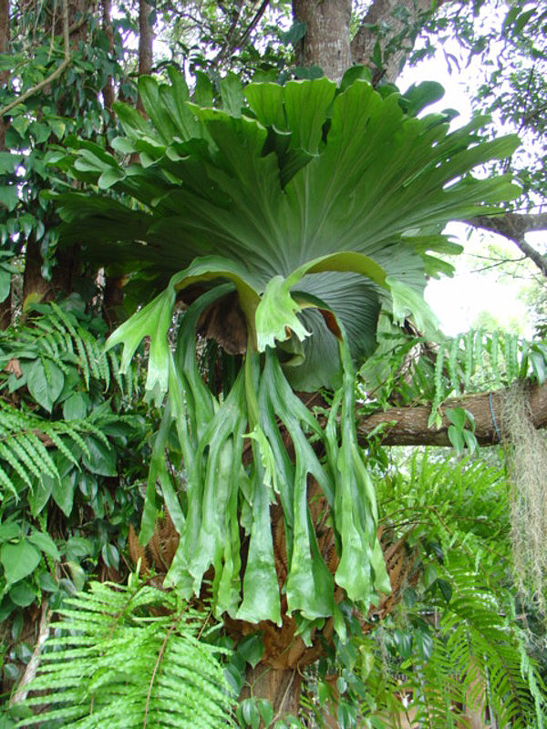 Staghorn fern