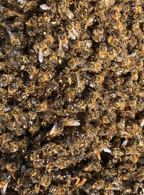 Some of the bees that starved to death over the long winter. LISA DAFFY