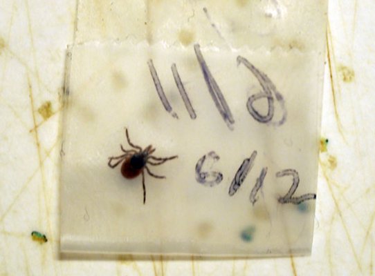 A deer tick that was removed from a gardener and saved in a piece of folded tape, which is dated. Ticks that are attached to you should be saved like this should they be needed later for positive identification. ANDREW MESSINGER