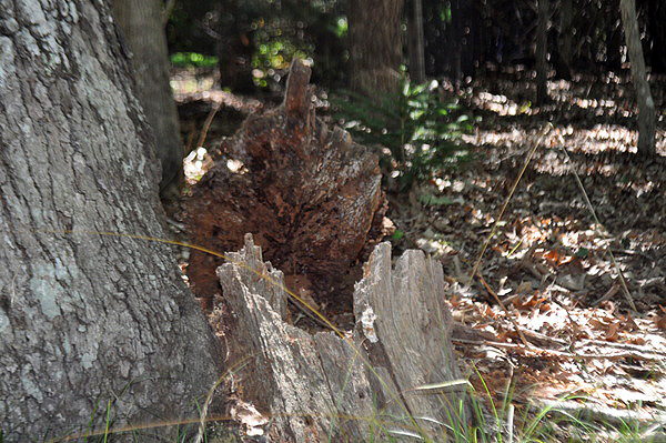 The hollow tree.  ELIZABETH LAYTIN