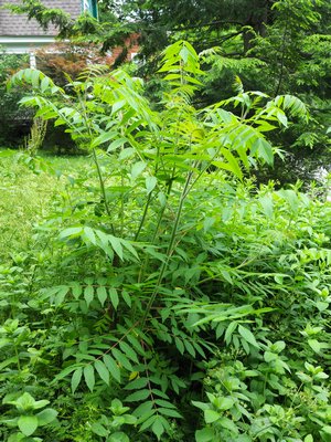 Ailanthis altissima, or the Tree of Heaven, is a favorite feeding site for the SLF. Removing this invasive and weedy tree from vacant lots and landscapes can help control the spotted lanternfly. ANDREW MESSINGER
