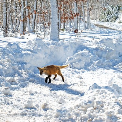 February 14: A red fox makes its way on Water Mill Towd Road. on Sunday morning.