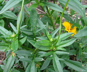 New buds develop quickly and flower in two to three weeks.