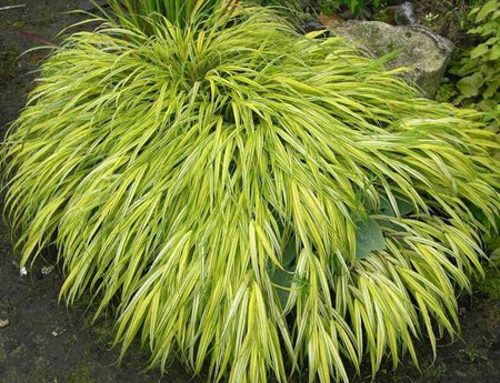 Hakonechloa macra aureola is the perennial plant of the year, as selected by the Perennial Plant Association.