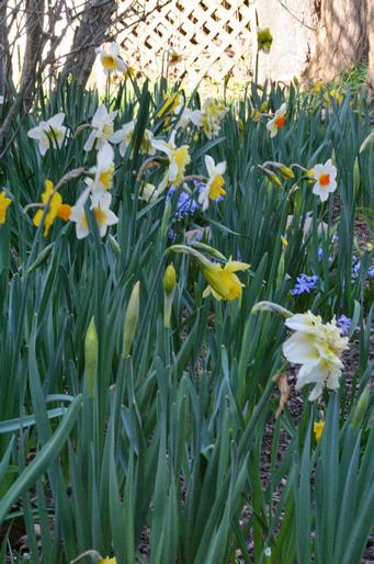 Daffodils thrive in this Westhampton Beach garden.  NEIL SALVAGGIO