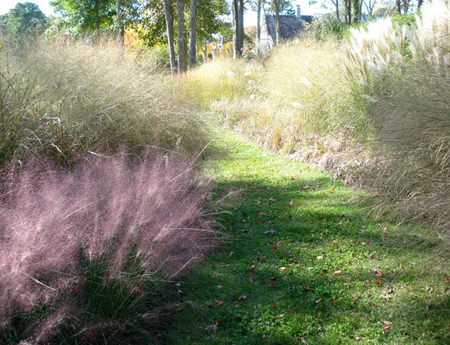 The colorful muhlenbergia capillaris, also known as pink hair grass, retains its vividness into late fall.                                        Maria Terese Barbaccia for LongHouse Reserve