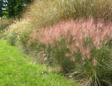 The colorful muhlenbergia capillaris, also known as pink hair grass, retains its vividness into late fall.                                        Maria Terese Barbaccia for LongHouse Reserve